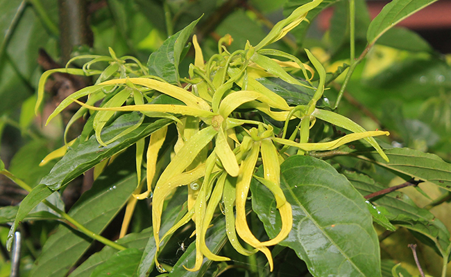 YLANG E.O